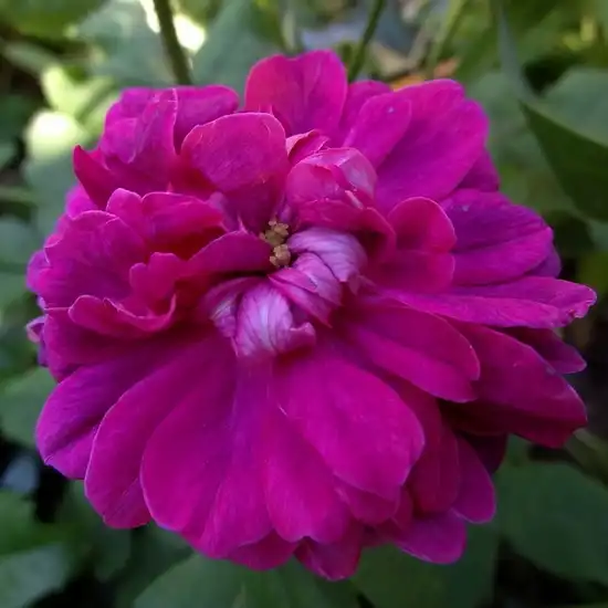 Rosa Indigo - purpuriu - alb - trandafir portland